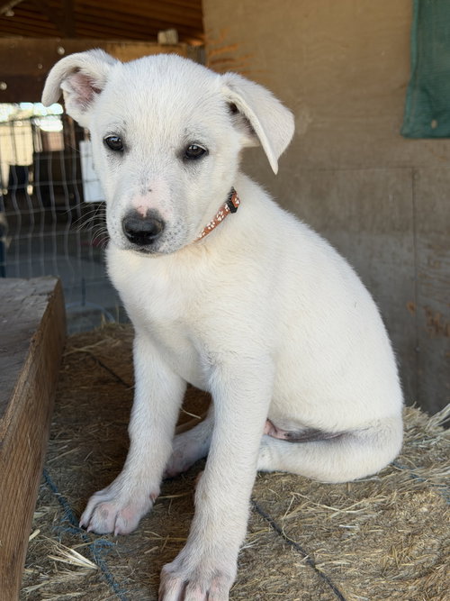 picture of the dog needing adoption