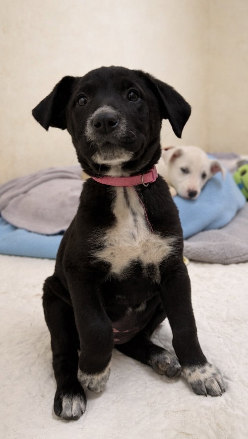 picture of the dog needing adoption
