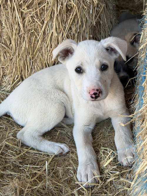 Kiwi, an adoptable Border Collie in Yreka, CA