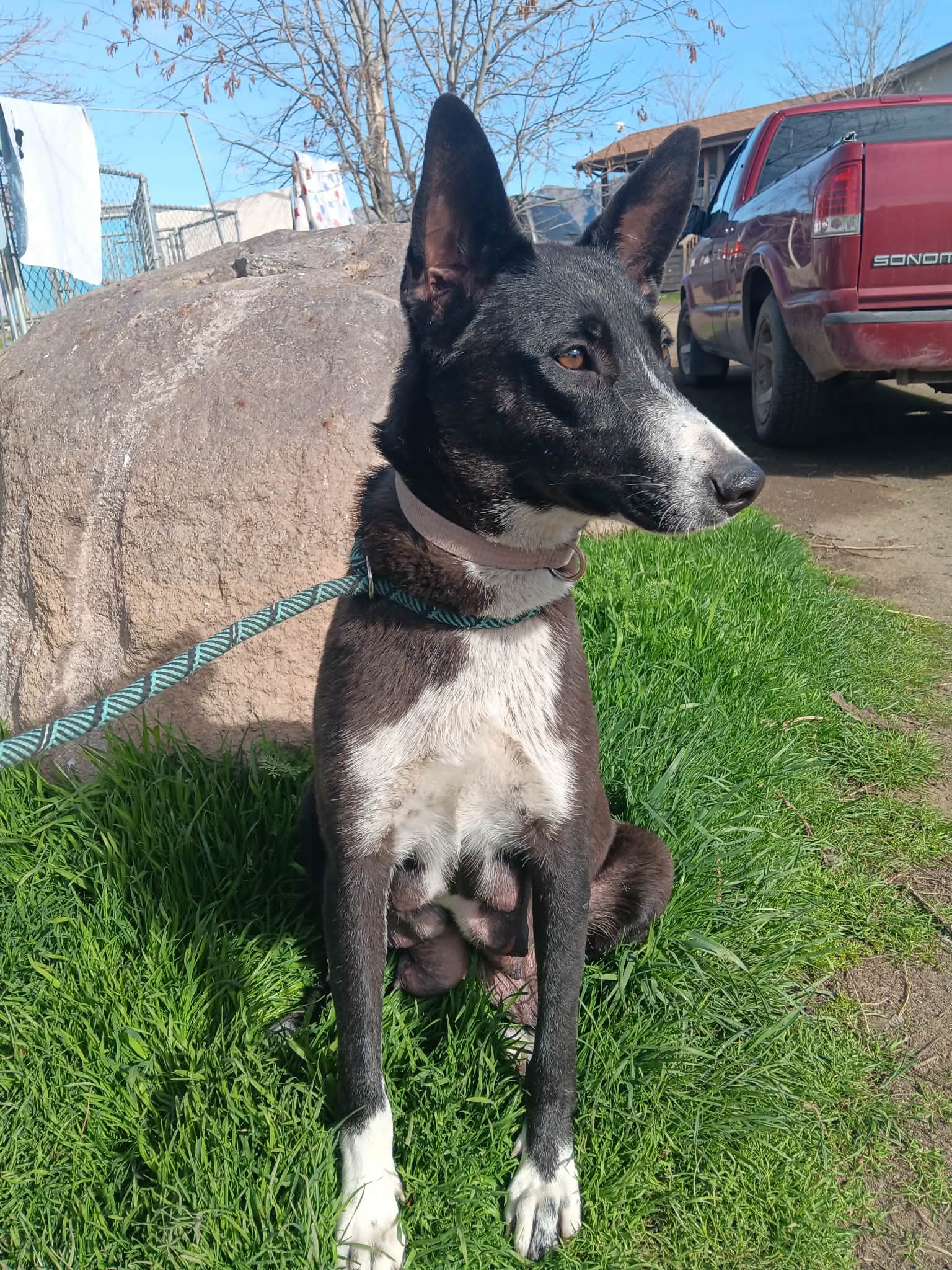 Lila - Border Collie
