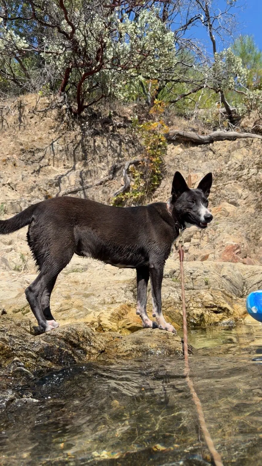 Lila image 4