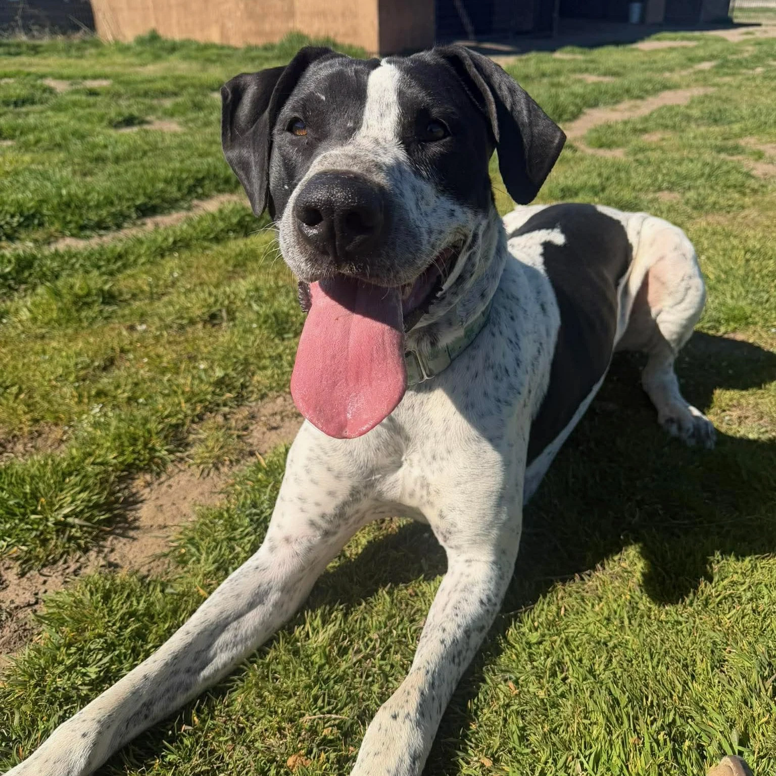 Molly