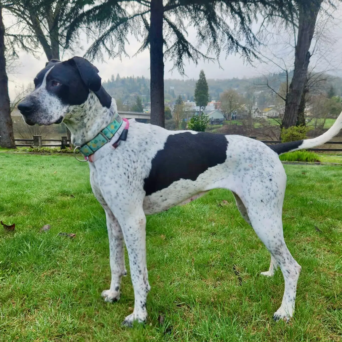 Molly image 4