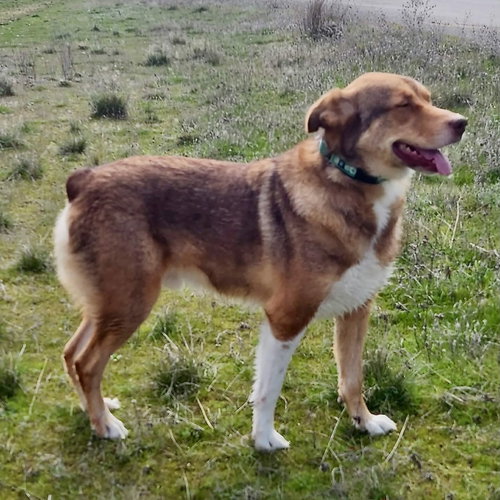 picture of the dog needing adoption
