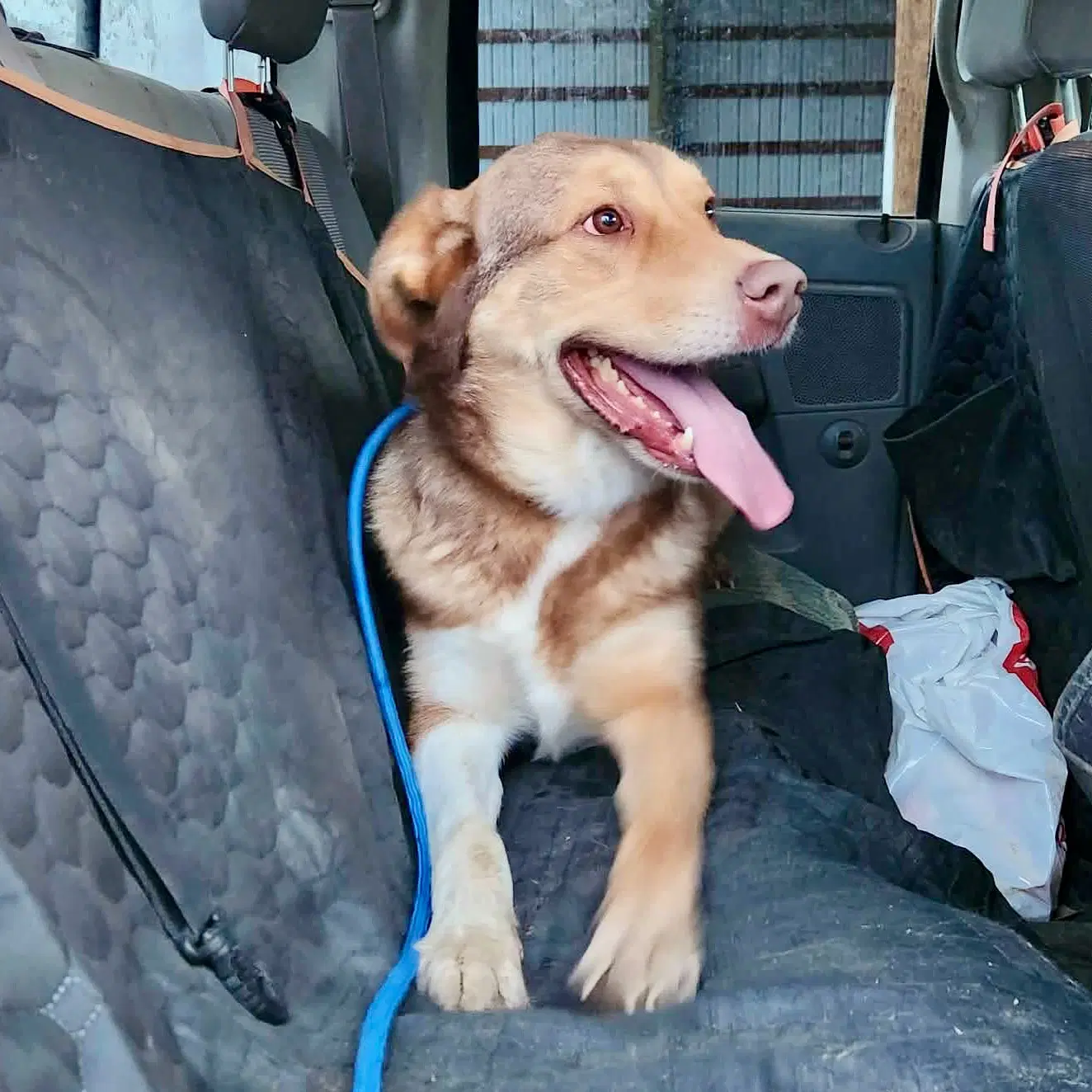 Scout image 4