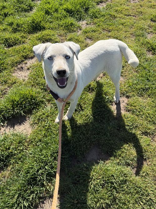 Chip, an adoptable Queensland Heeler in Yreka, CA