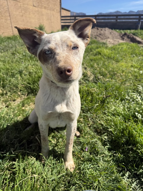 Maggie, an adoptable Queensland Heeler in Yreka, CA