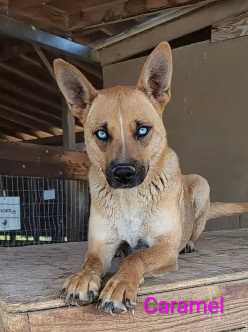 Caramel - Shepherd