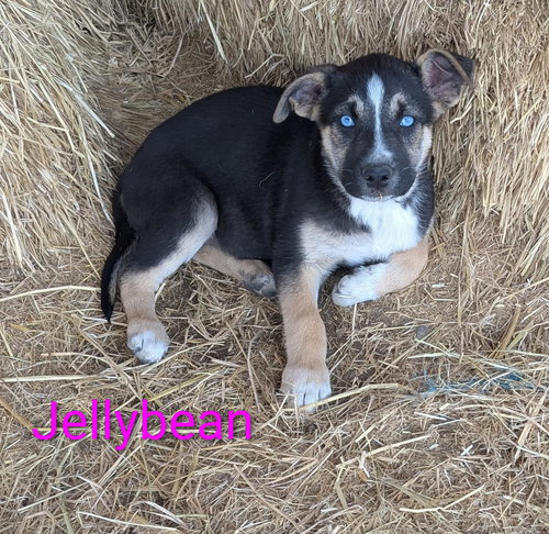 Jellybean