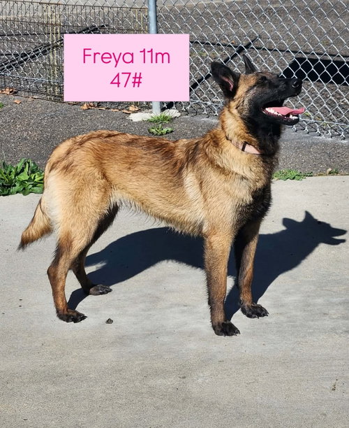 Freja