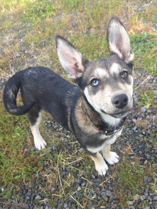 Luna, an adoptable Husky in Yreka, CA