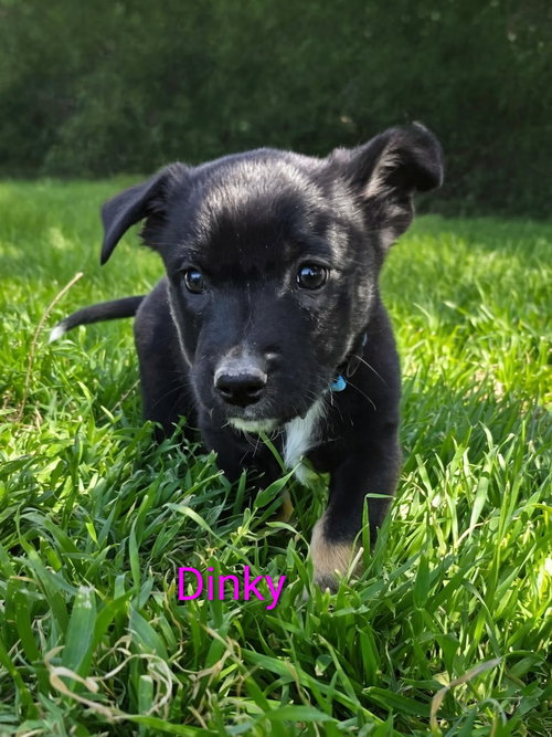 Dinky