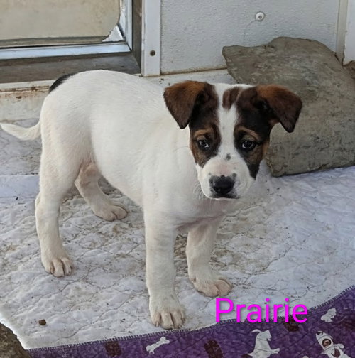 Prairie, an adoptable Cattle Dog in Yreka, CA