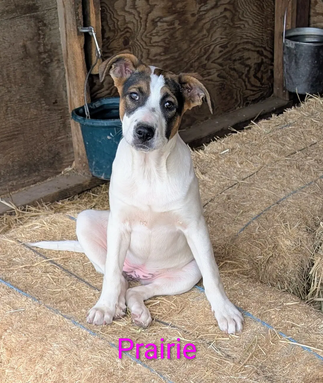 Prairie image 4