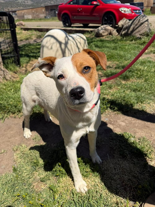 Akira, an adoptable Cattle Dog in Yreka, CA