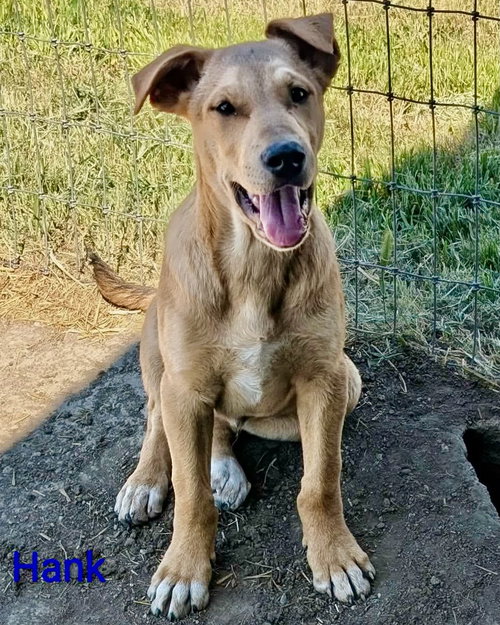 Hank, an adoptable Shepherd in Yreka, CA