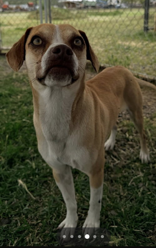 Tomahawk, an adoptable Chihuahua in Yreka, CA