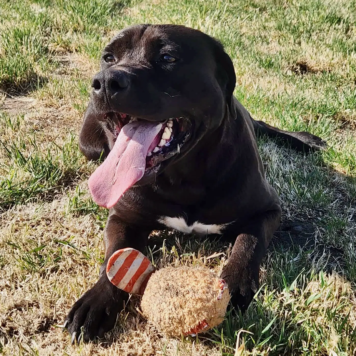 Diego - Labrador Retriever
