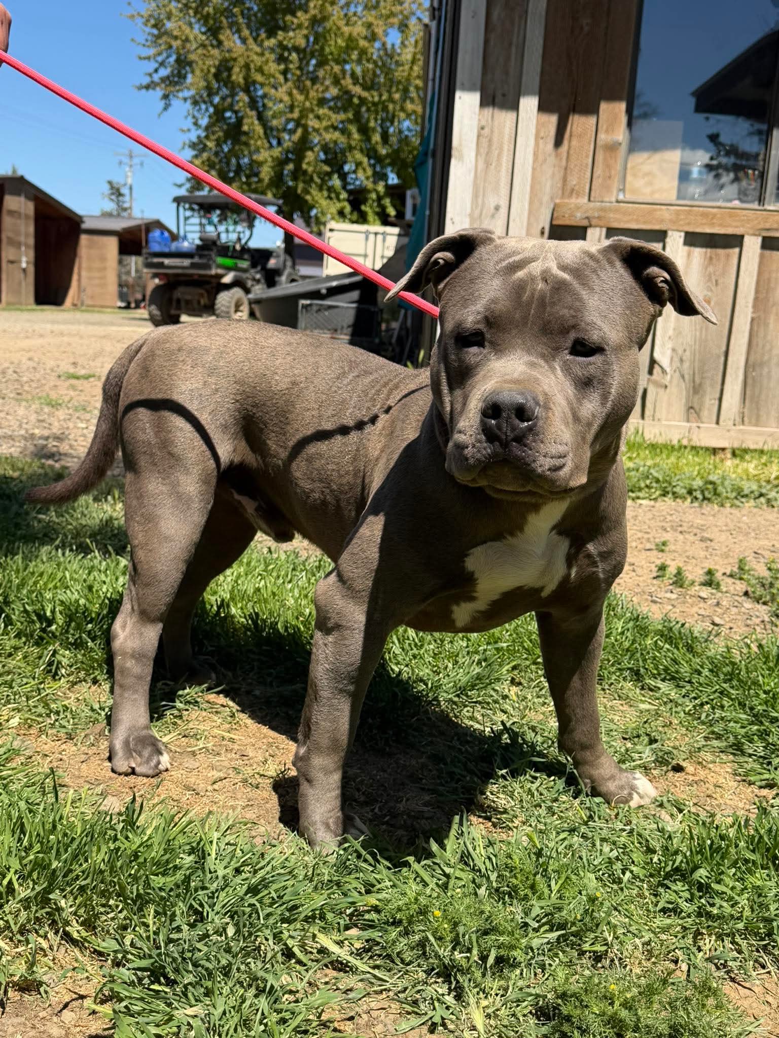 Andre - American Pit Bull Terrier