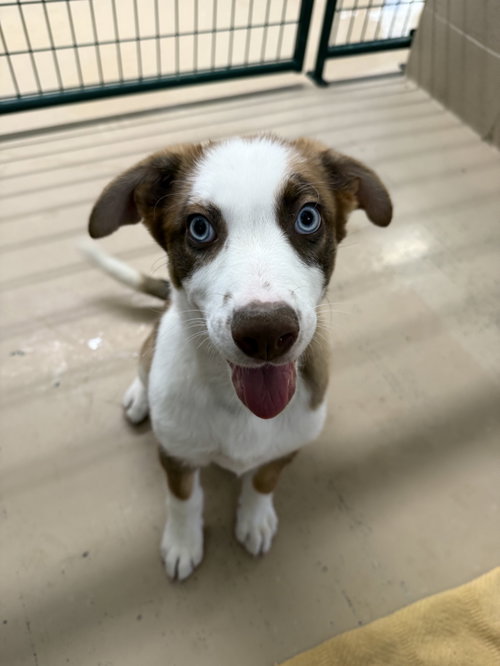Triton, an adoptable Australian Shepherd in Yreka, CA