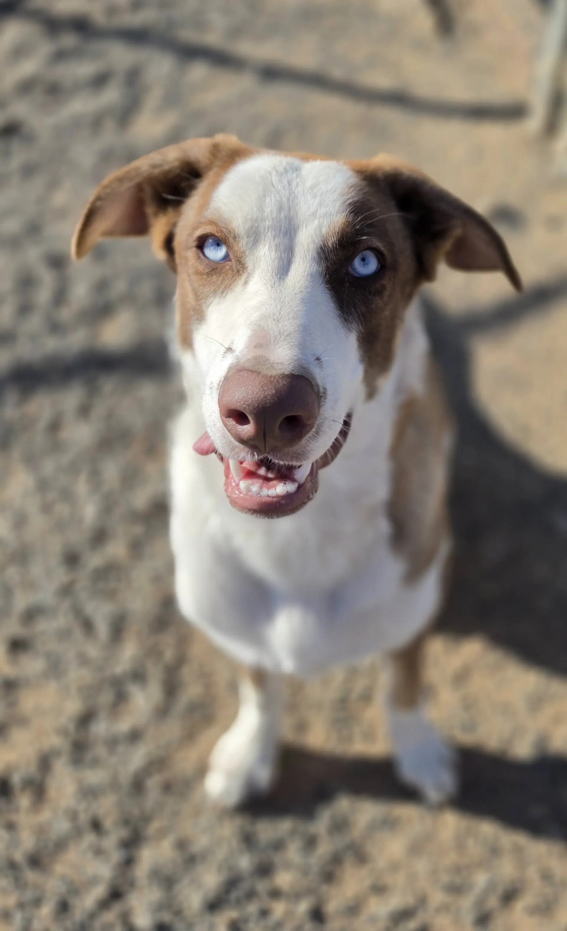 Triton - Australian Shepherd