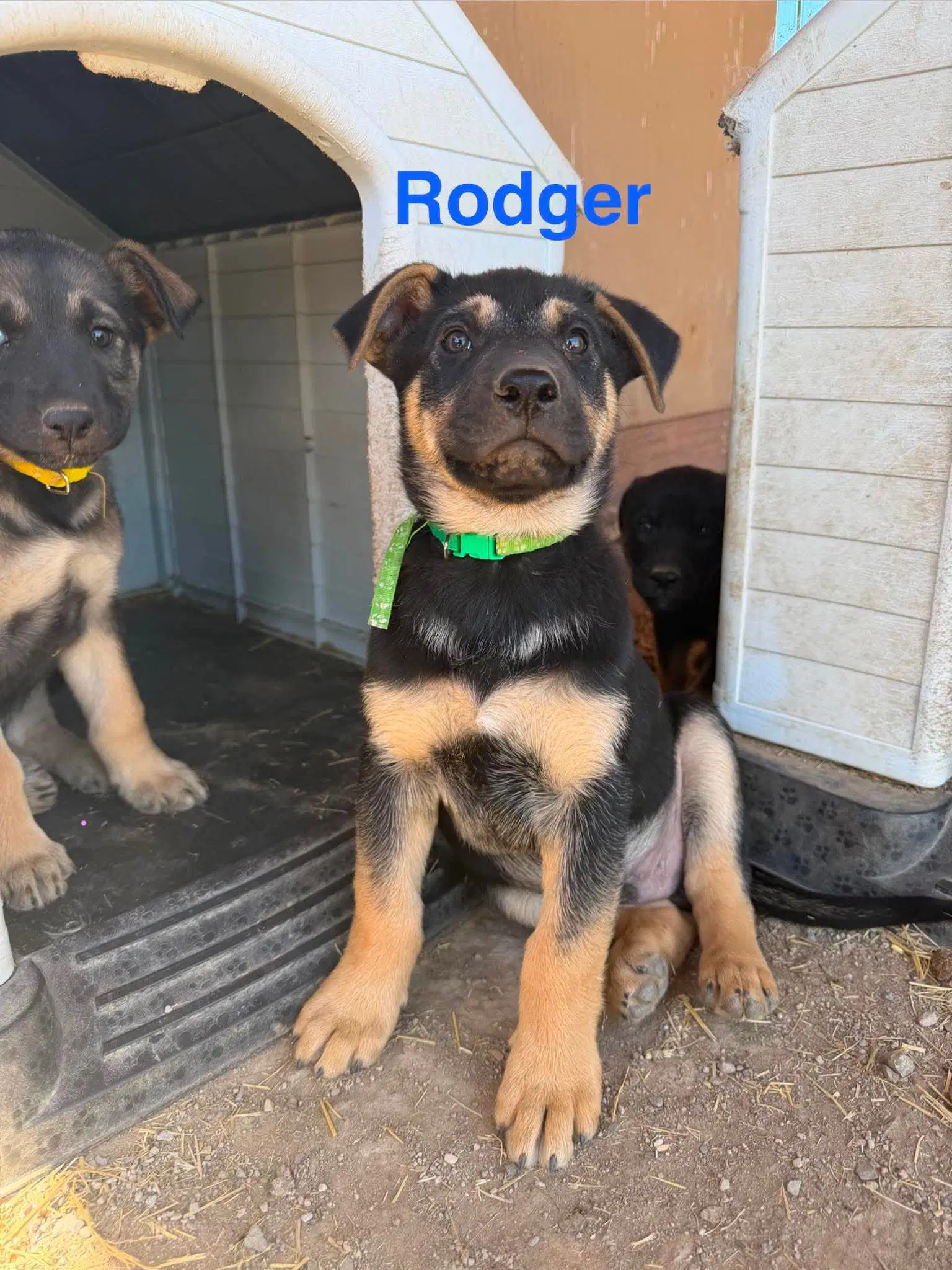 Rodger image 4
