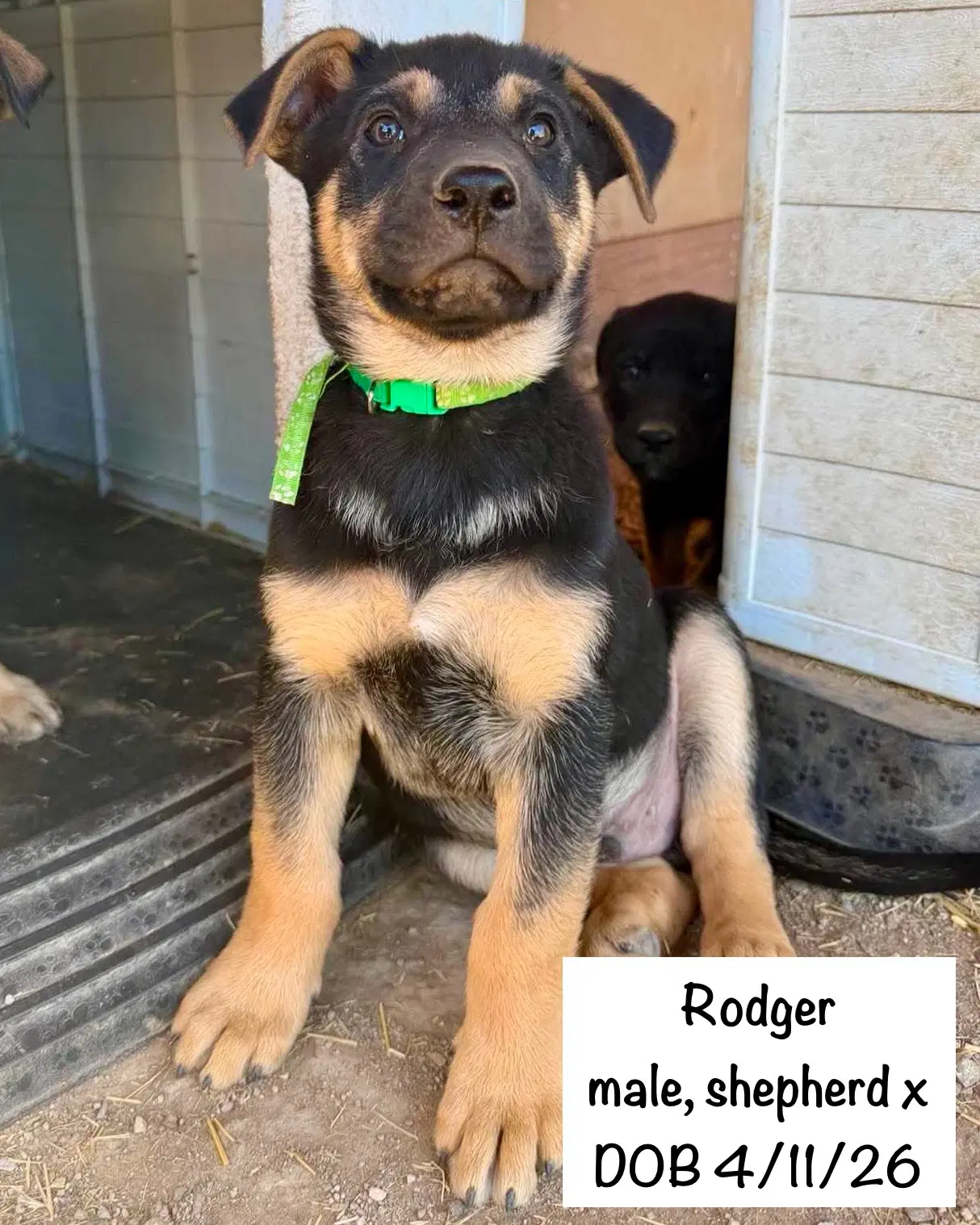 Rodger image 3