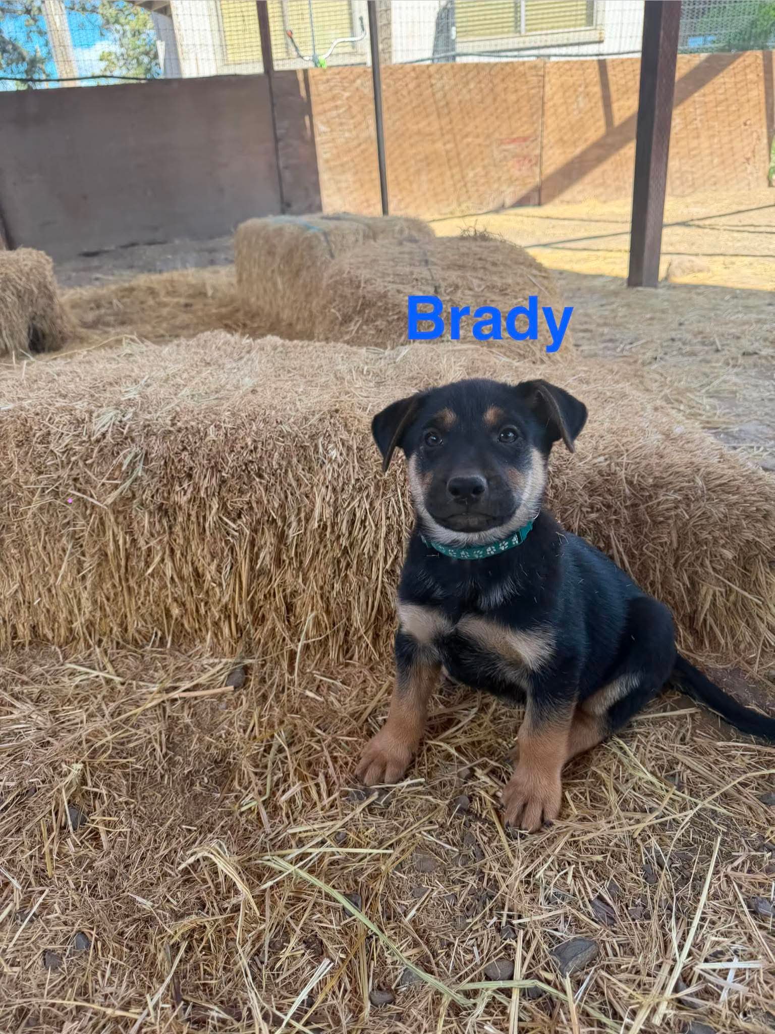 Brady image 4
