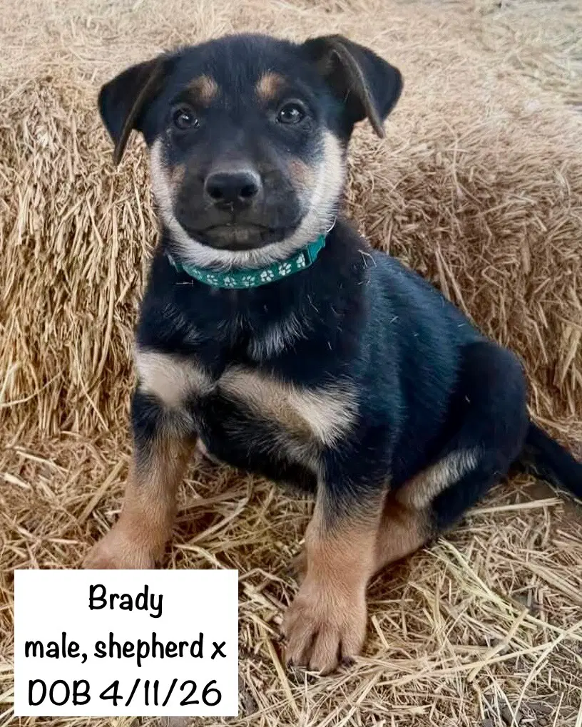 Brady image 3