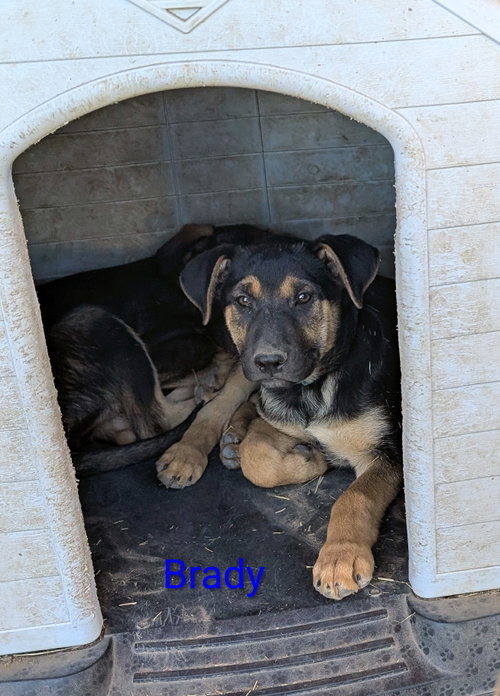 Brady, an adoptable Shepherd in Yreka, CA