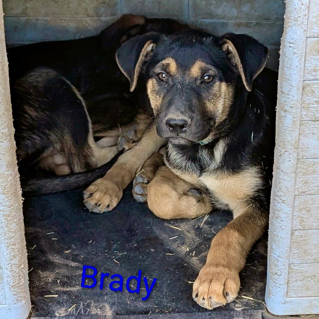 Brady, photo 3