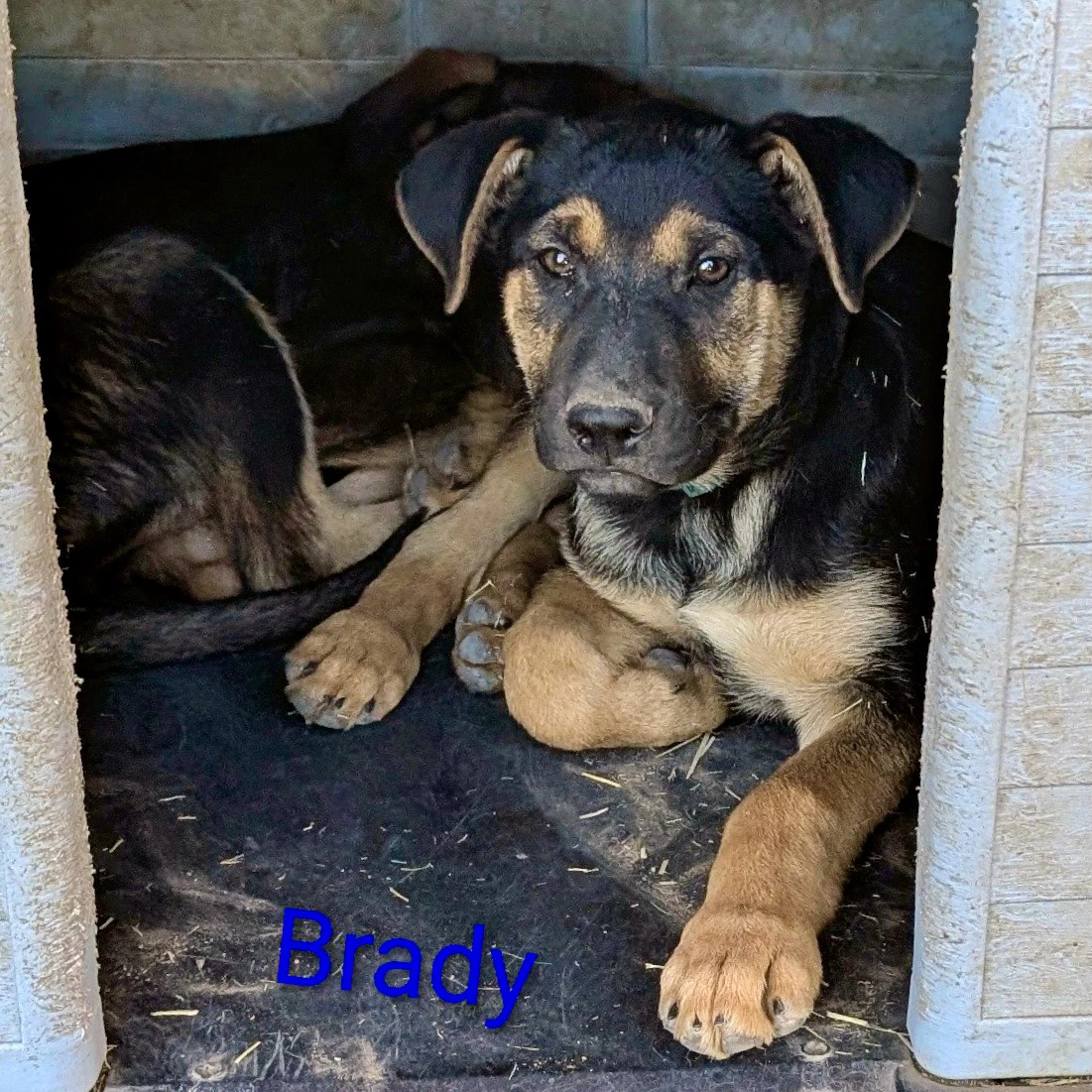 Brady