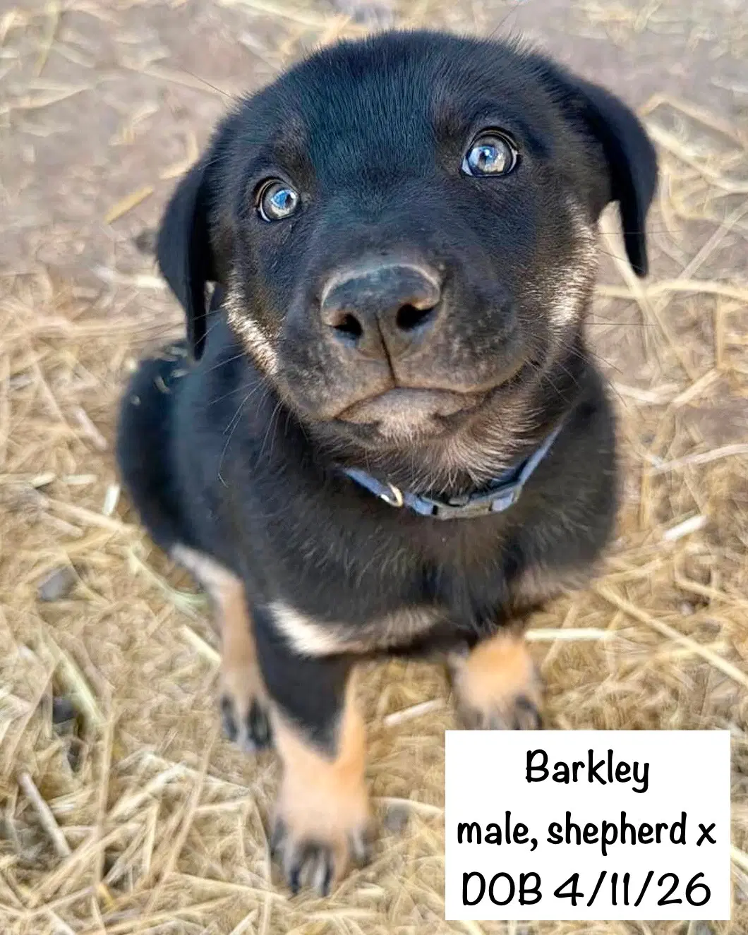 Barkley image 4