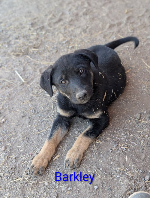 Barkley, an adoptable Shepherd in Yreka, CA