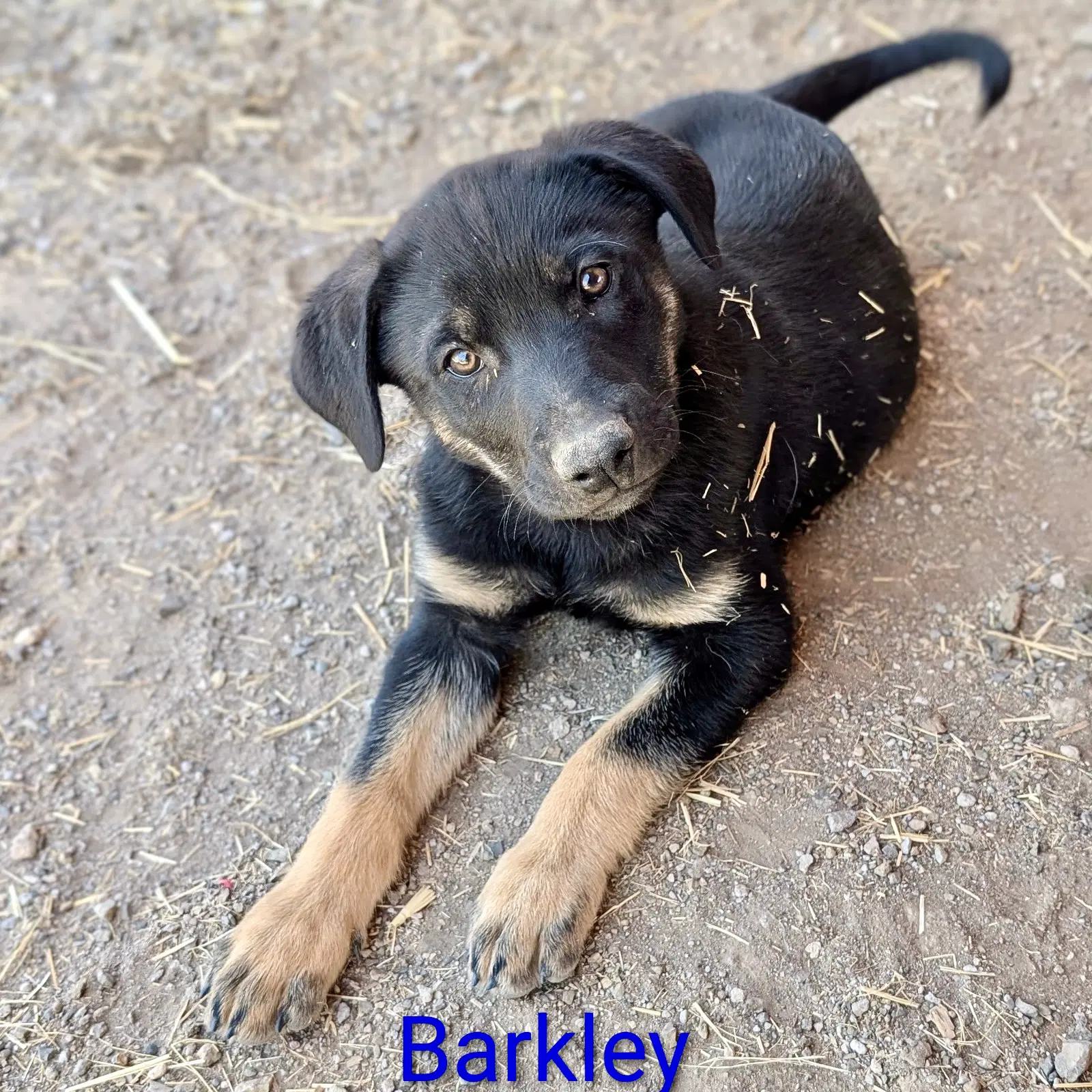 Barkley image 2