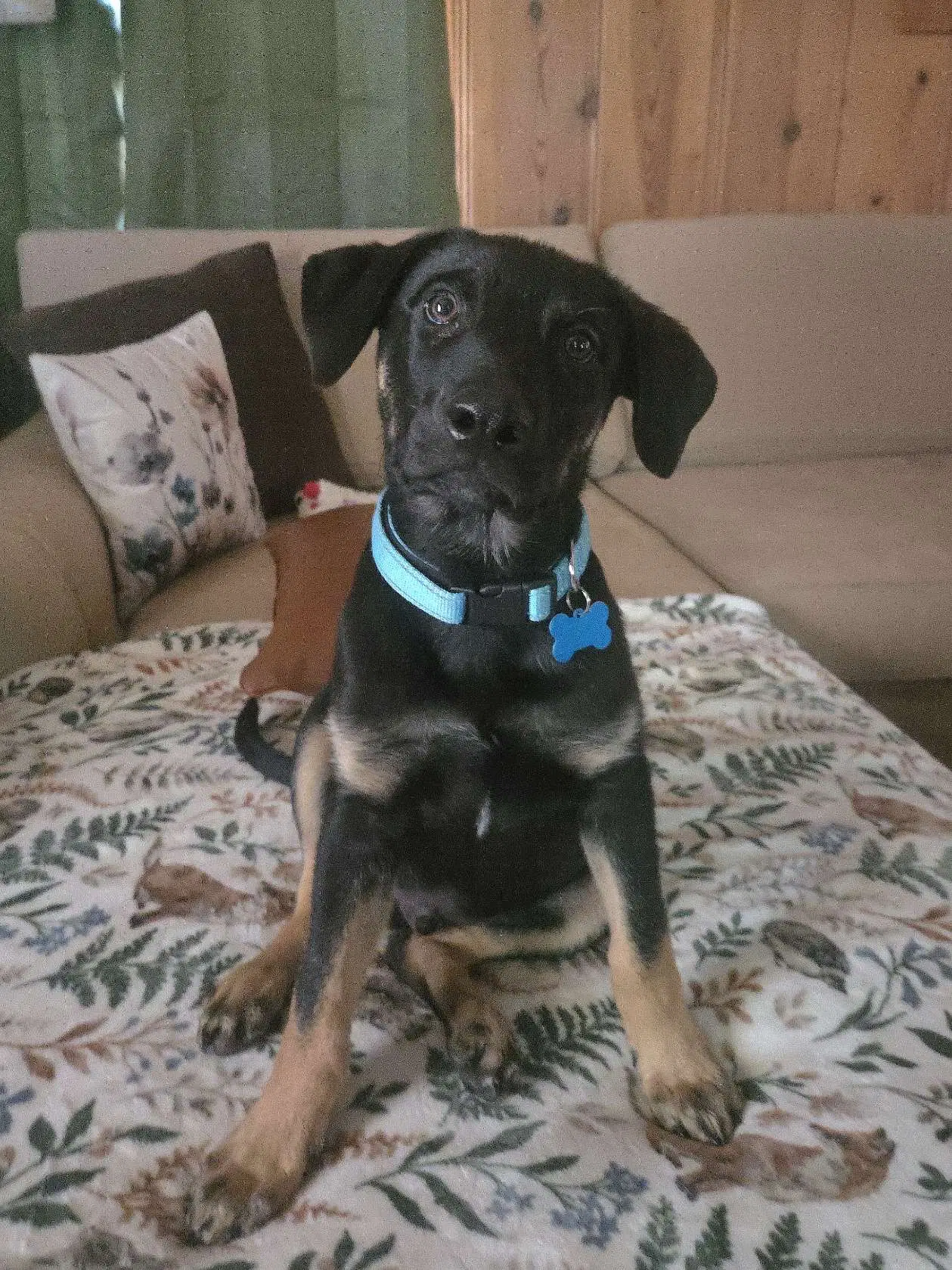 Barkley - Shepherd