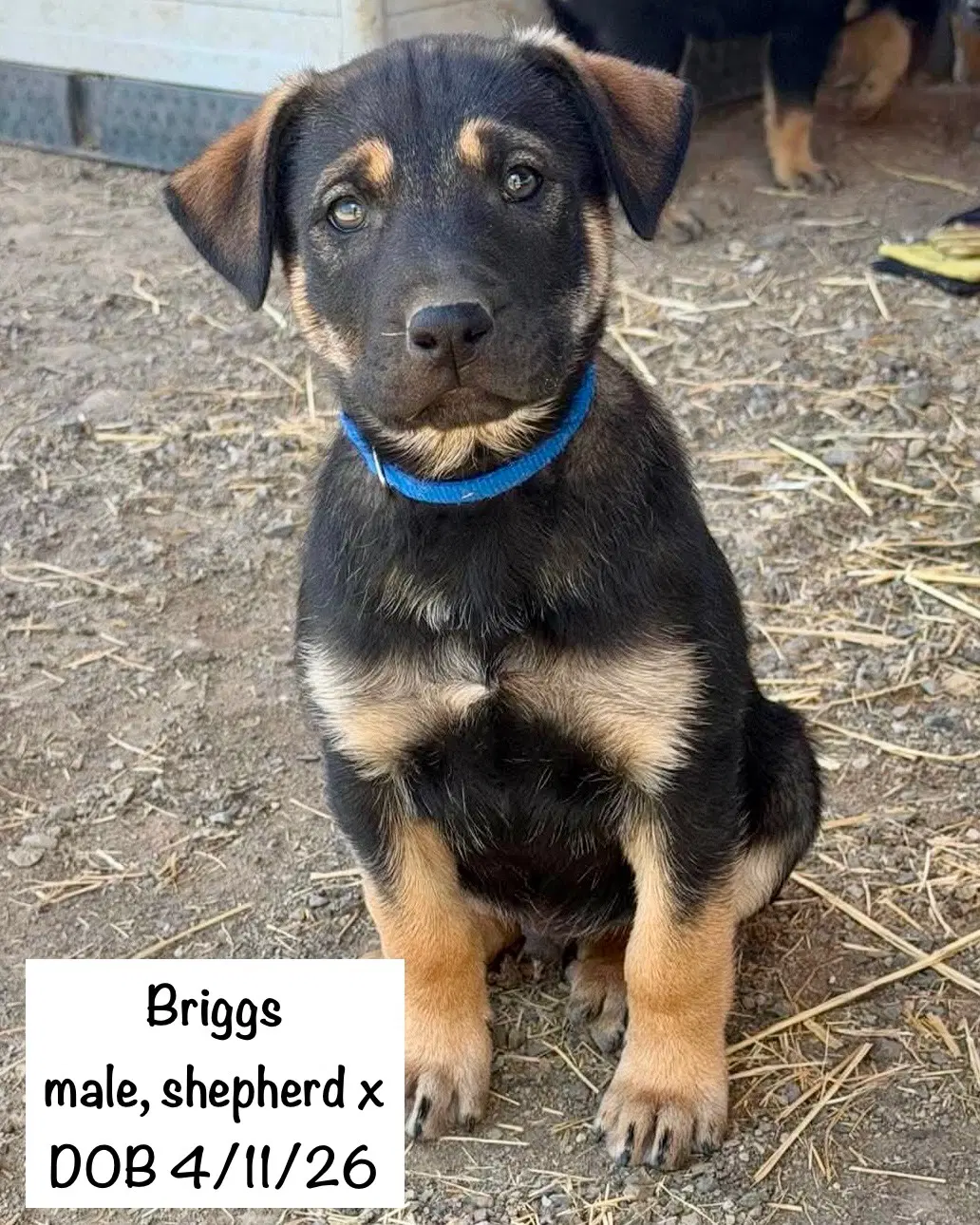 Briggs image 3