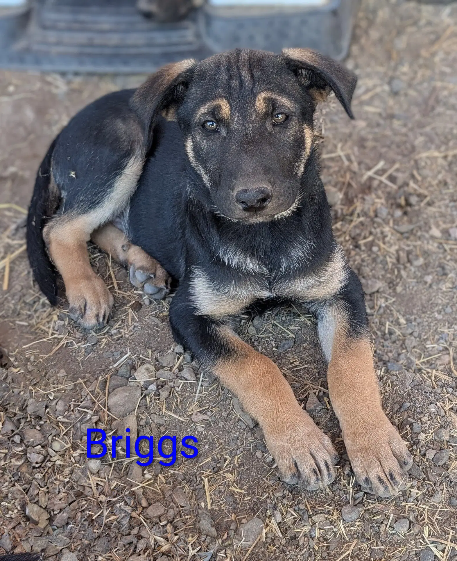 Briggs image 2