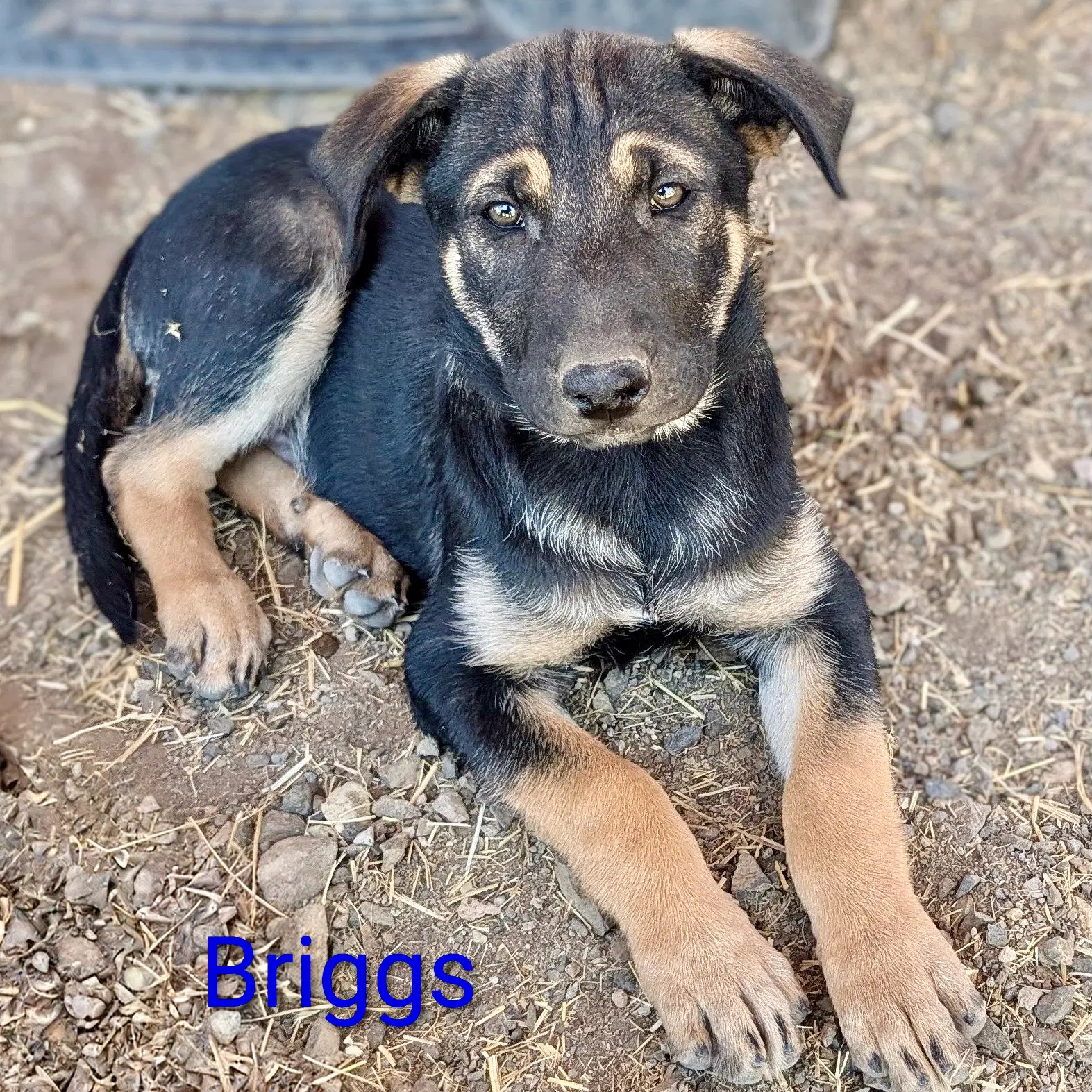 Briggs - Shepherd