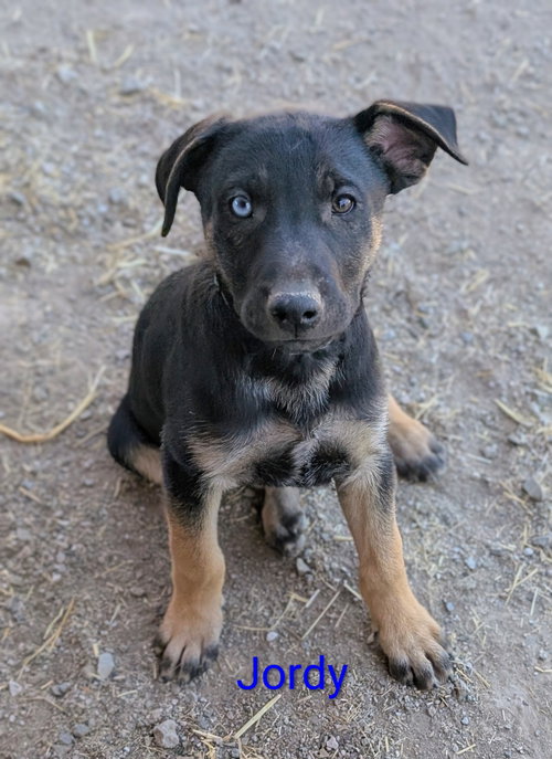 Jordy, an adoptable Shepherd in Yreka, CA