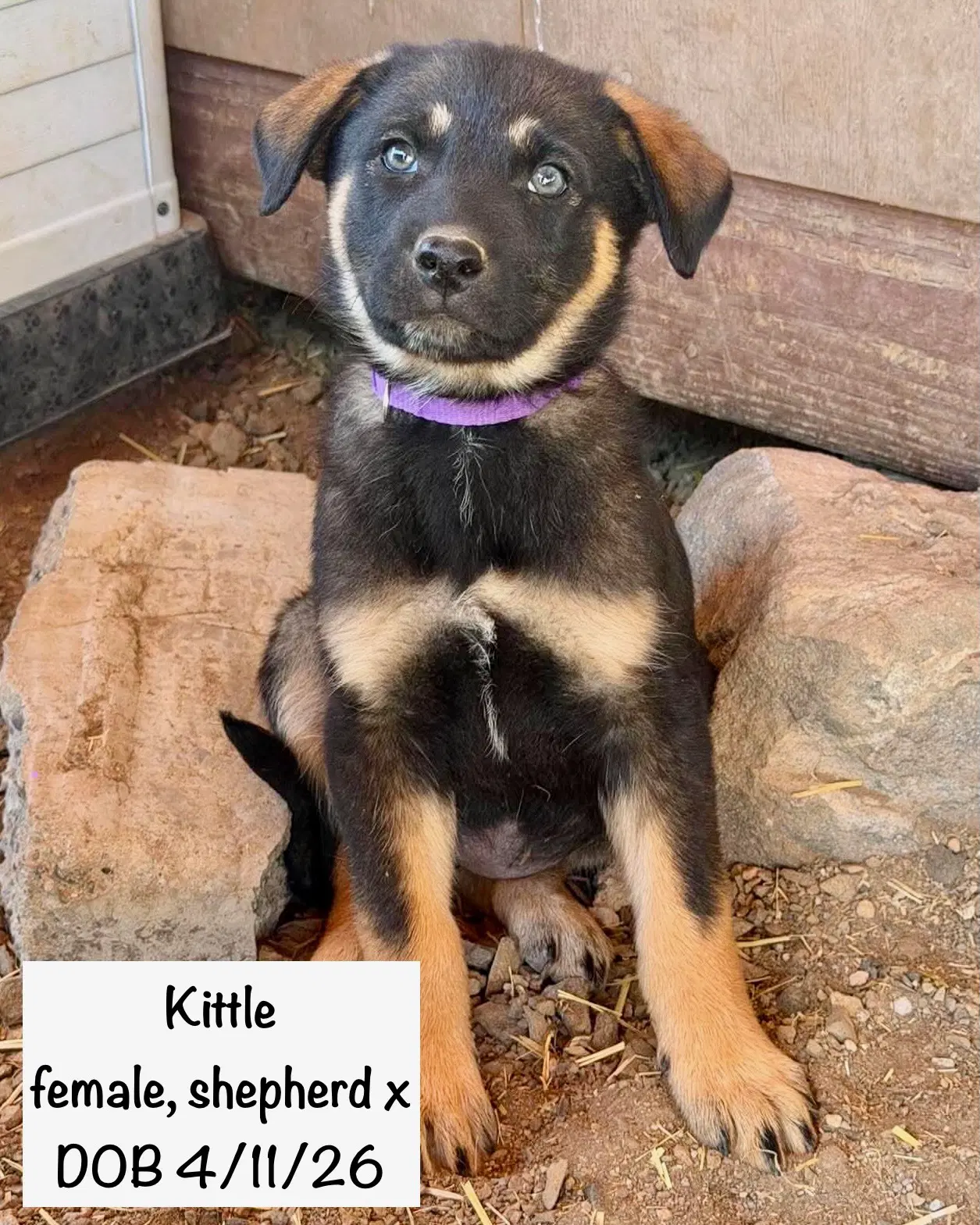 Kittle image 3