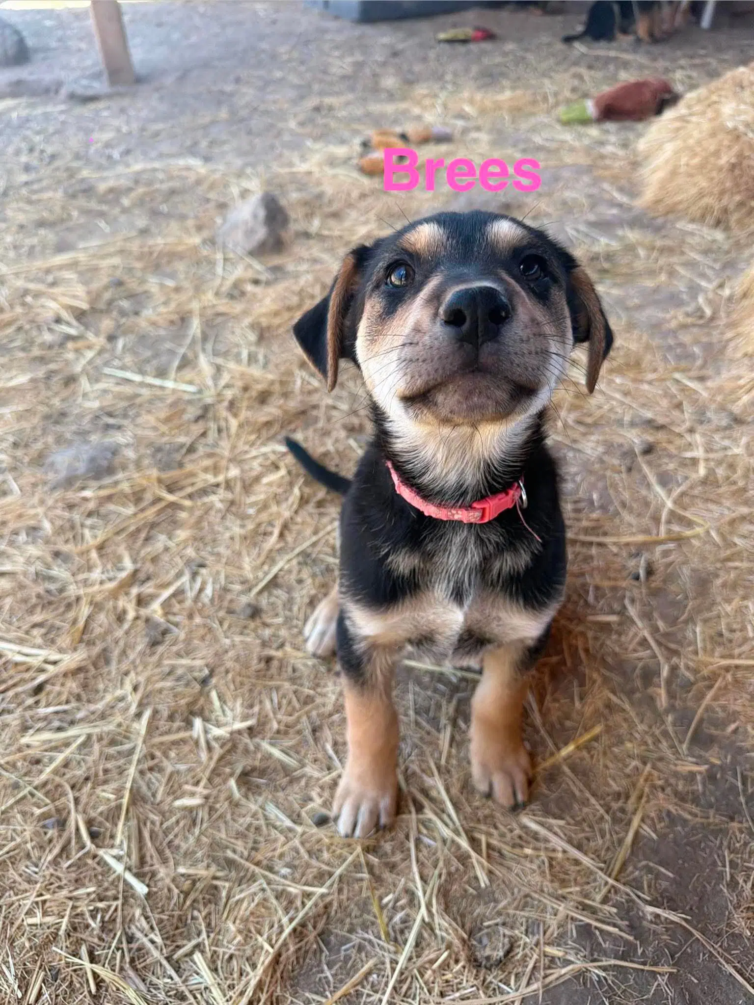 Brees image 4