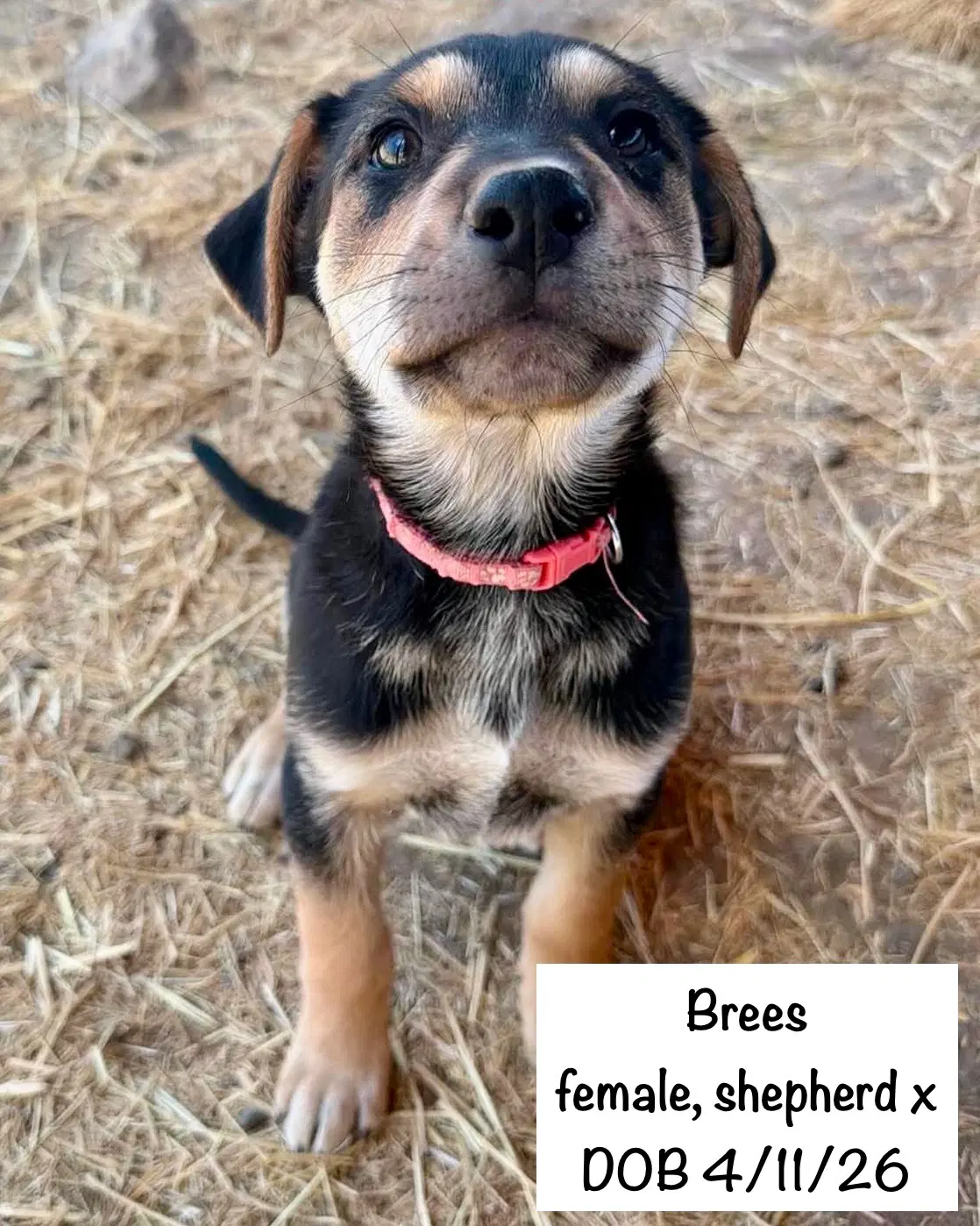 Brees image 3