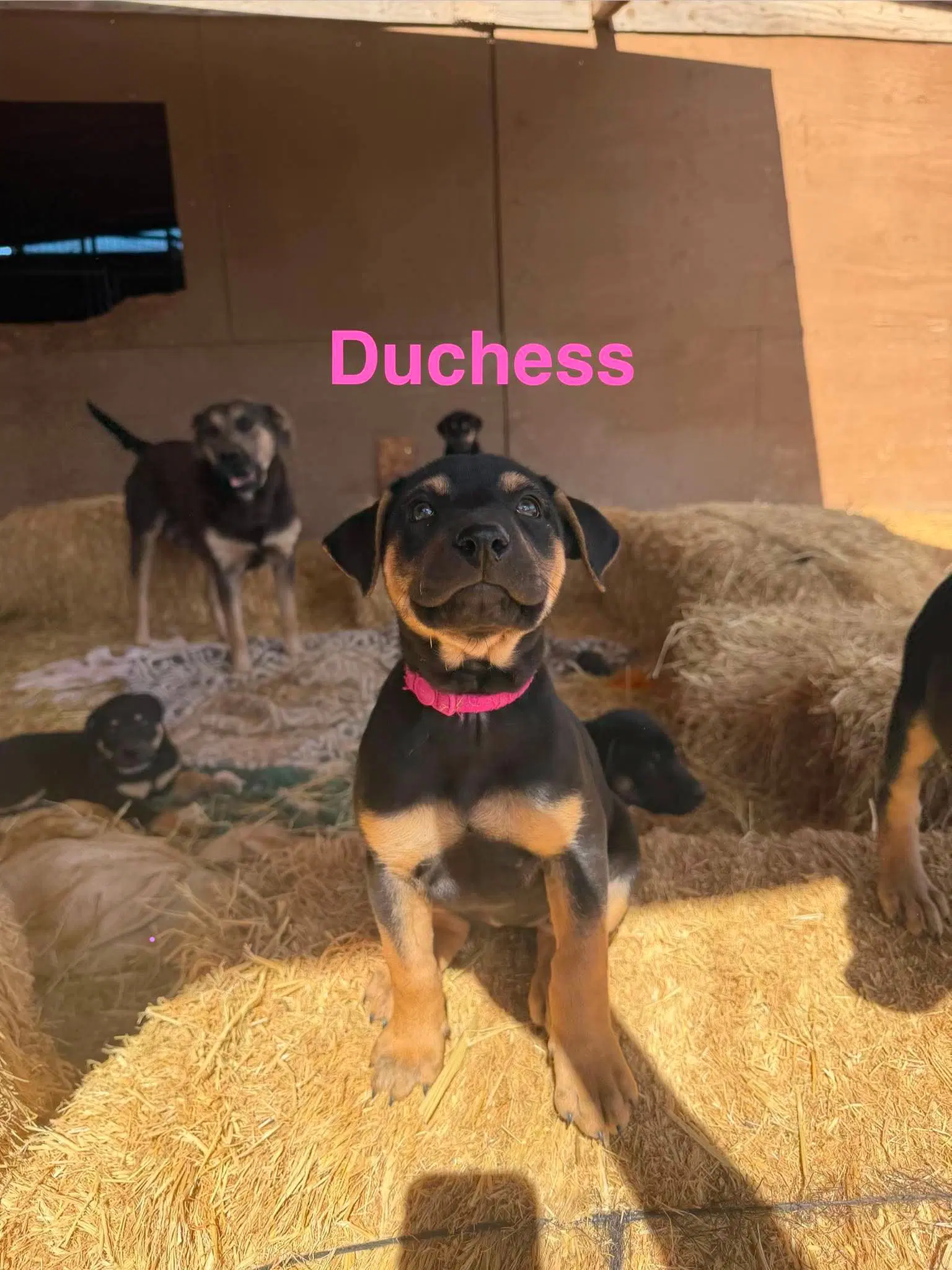 Duchess image 4