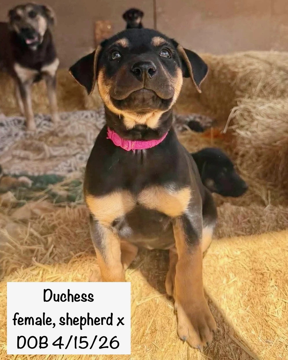 Duchess