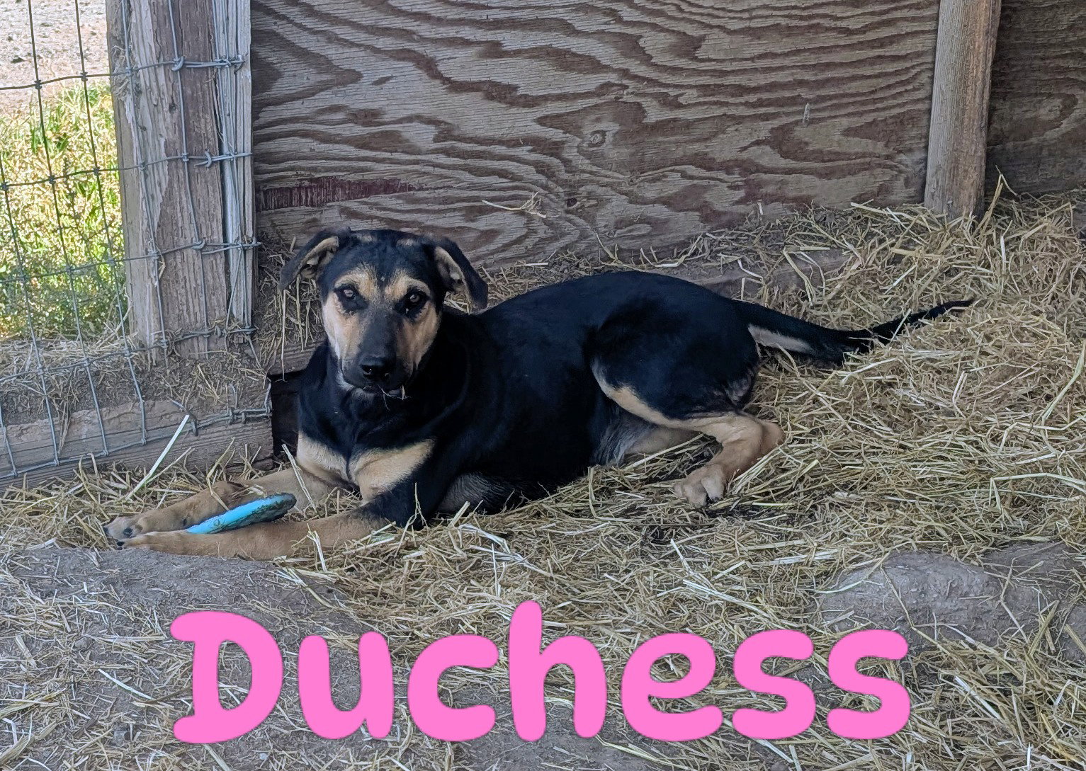 Duchess, photo 2