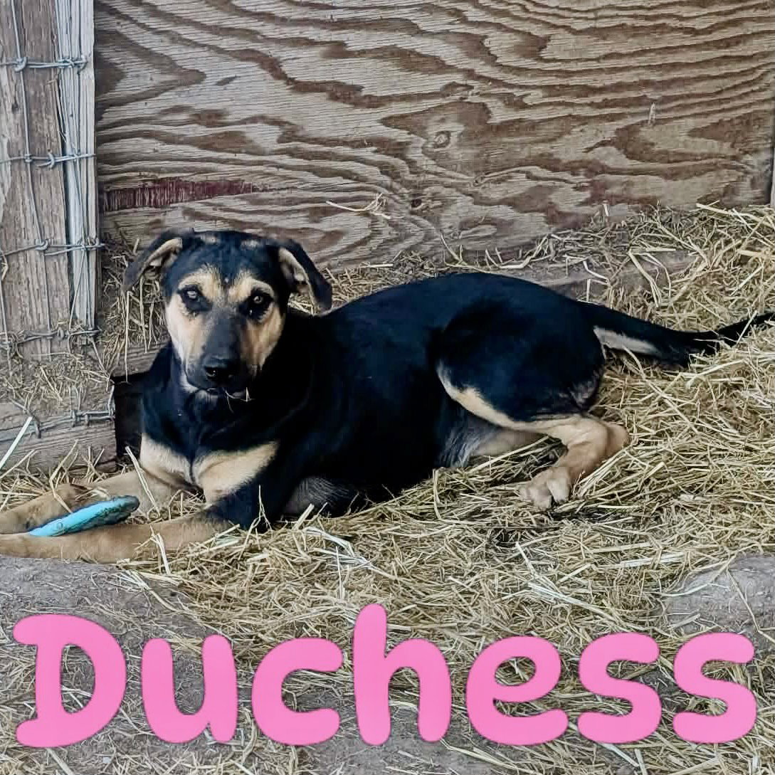 Duchess