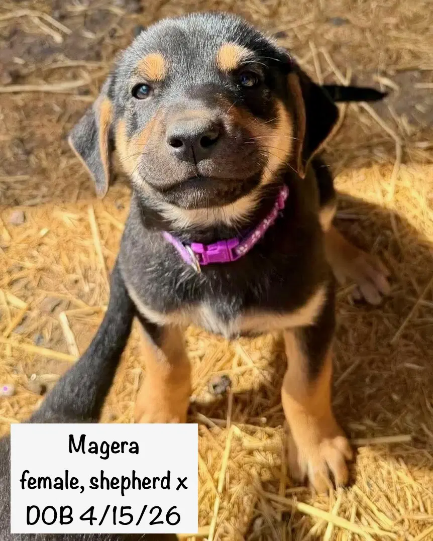 Megera image 4