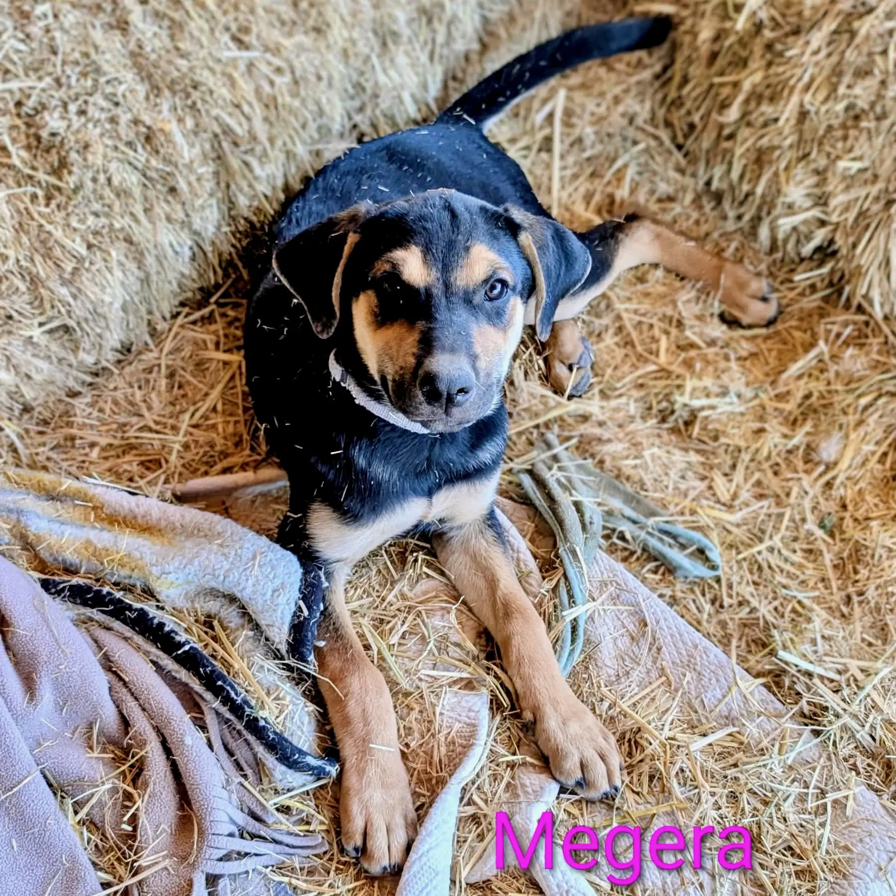 Megera - Shepherd