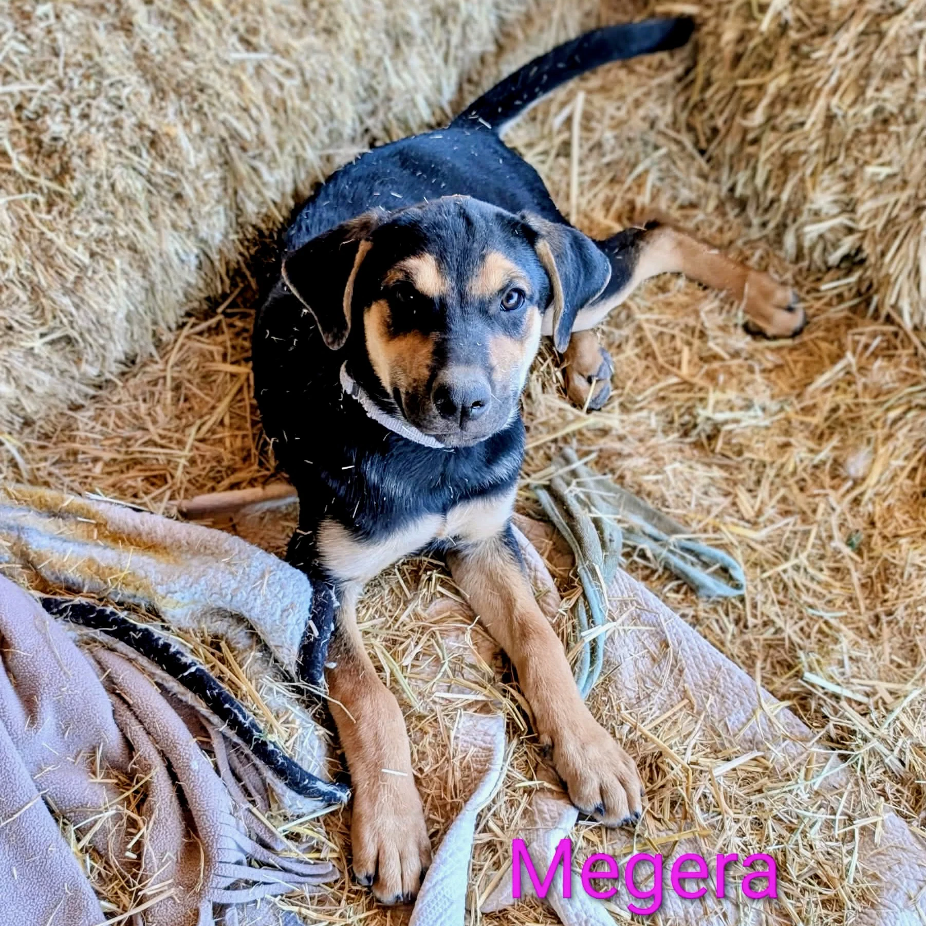 Megera